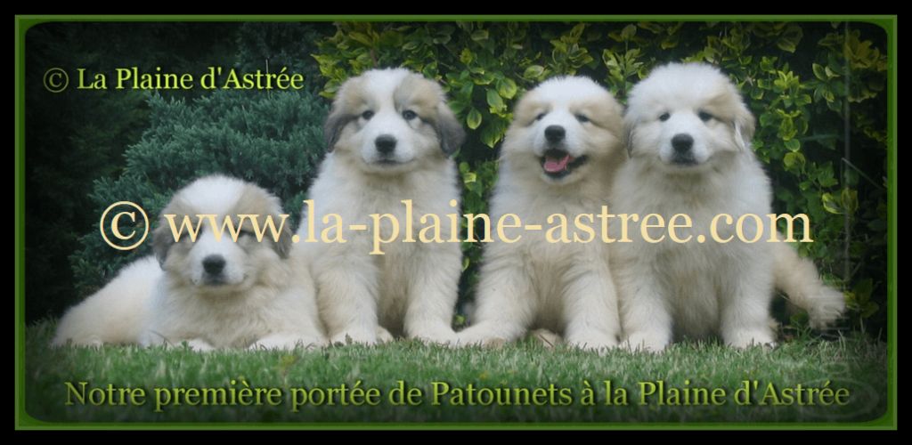 de la Plaine D'Astree - CHIOTS PATOU MONTAGNE DES PYRENEES DISPONIBLE