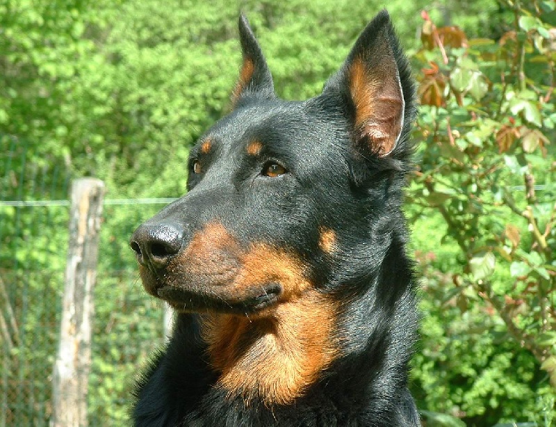 Rumba de la Plaine D'Astree