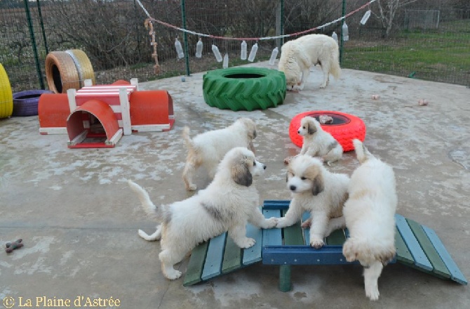 de la Plaine D'Astree - Authentique chiot Male Montagne des Pyrénées Patou disponible