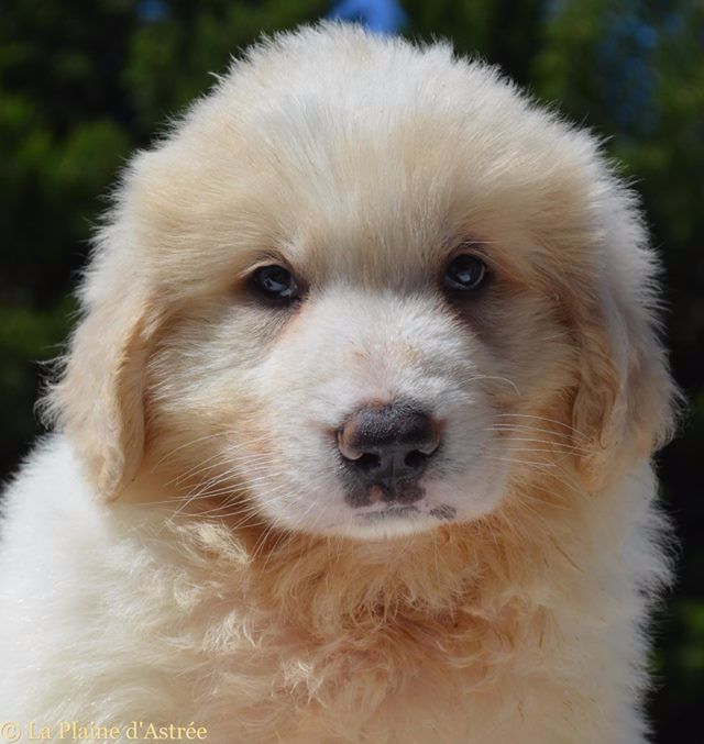 de la Plaine D'Astree - CHIOTS PATOU MONTAGNE DES PYRENEES DISPONIBLE