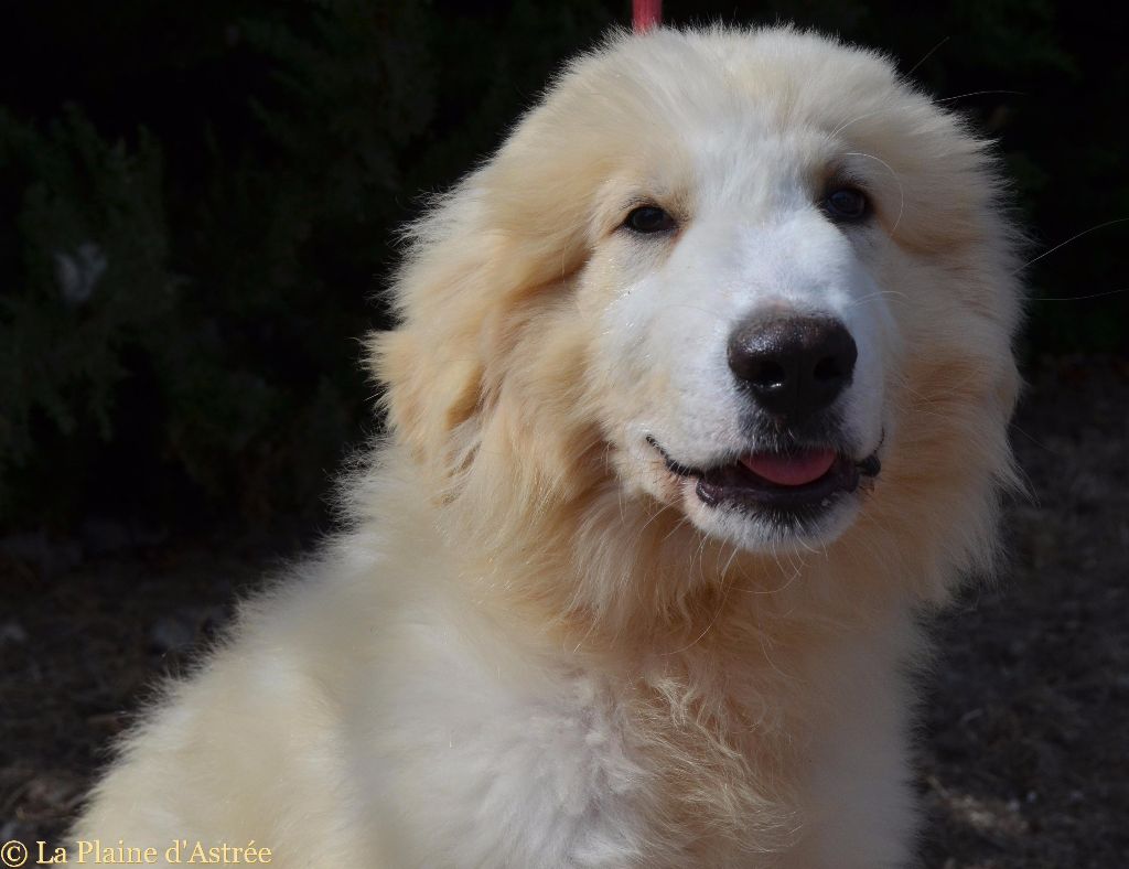 de la Plaine D'Astree - CHIOTS PATOU MONTAGNE DES PYRENEES DISPONIBLE