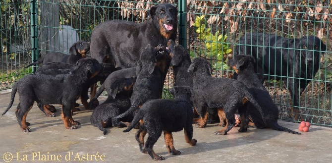 BEAUCERON - BERGER DE BEAUCE - CHIOTS GROS GABARIT