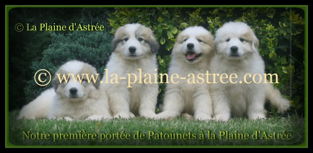 CHIOTS PATOU MONTAGNE DES PYRENEES DISPONIBLE