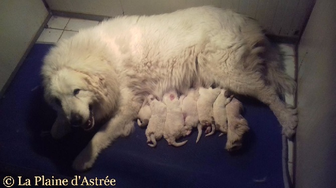 de la Plaine D'Astree - Chiots Patou-Montagne des Pyrénées ADN à réserver