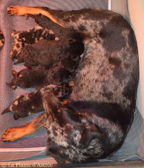 Chiots Beauceron Noir/Feu ou Arlequin Gros Gabarit rustique