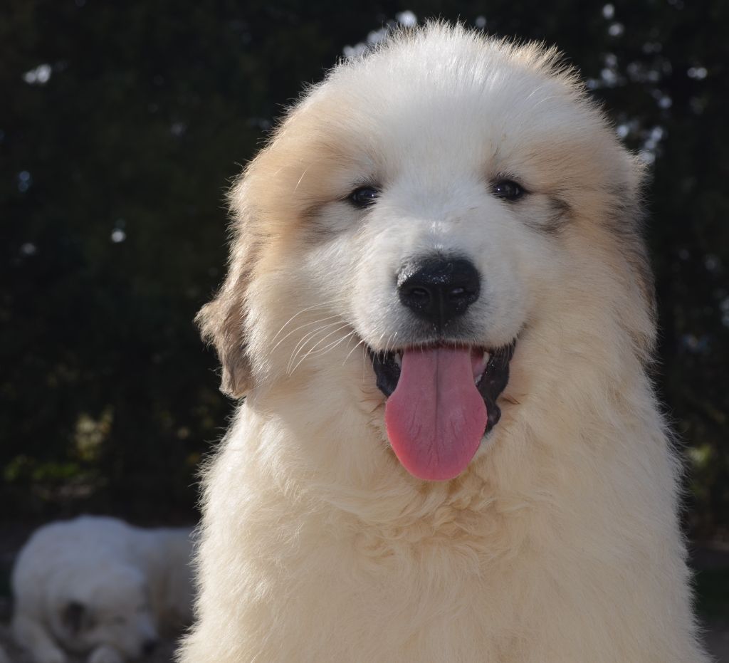 de la Plaine D'Astree - Chiots disponibles - Chien de Montagne des Pyrenees