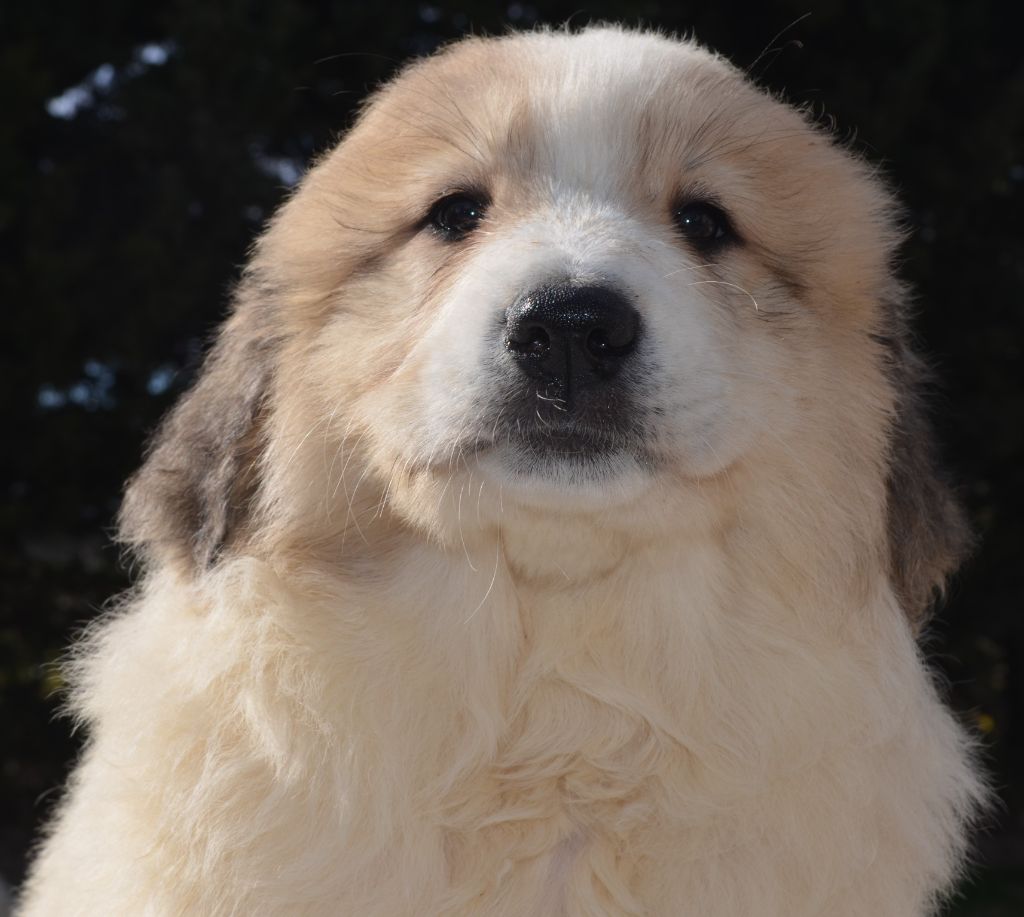 de la Plaine D'Astree - Chiots disponibles - Chien de Montagne des Pyrenees