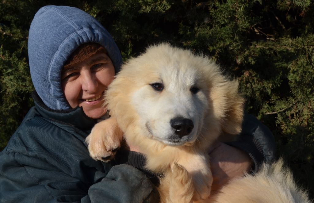 de la Plaine D'Astree - Chiots disponibles - Chien de Montagne des Pyrenees