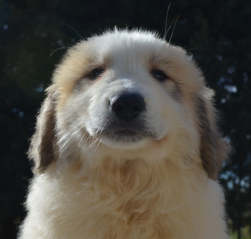 de la Plaine D'Astree - Chiots disponibles - Chien de Montagne des Pyrenees