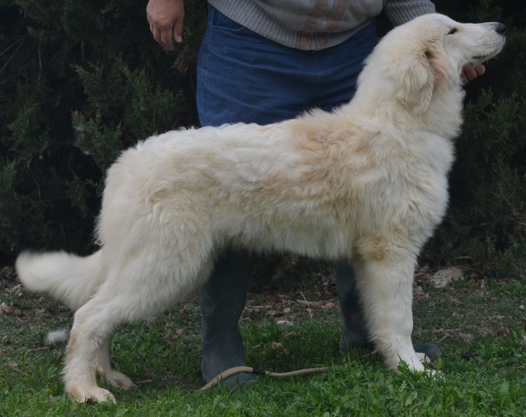 de la Plaine D'Astree - Chiots disponibles - Chien de Montagne des Pyrenees